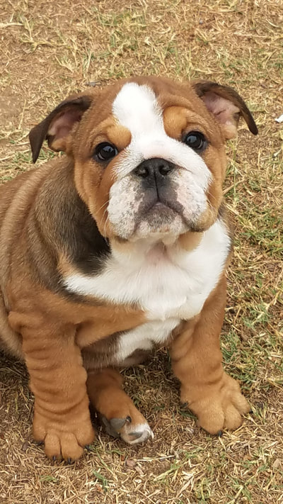 39 HQ Photos Old English Bulldog Puppies For Sale In Arizona / The World S 1 Registry And Association For Olde English Bulldogges And All Bully Breeds